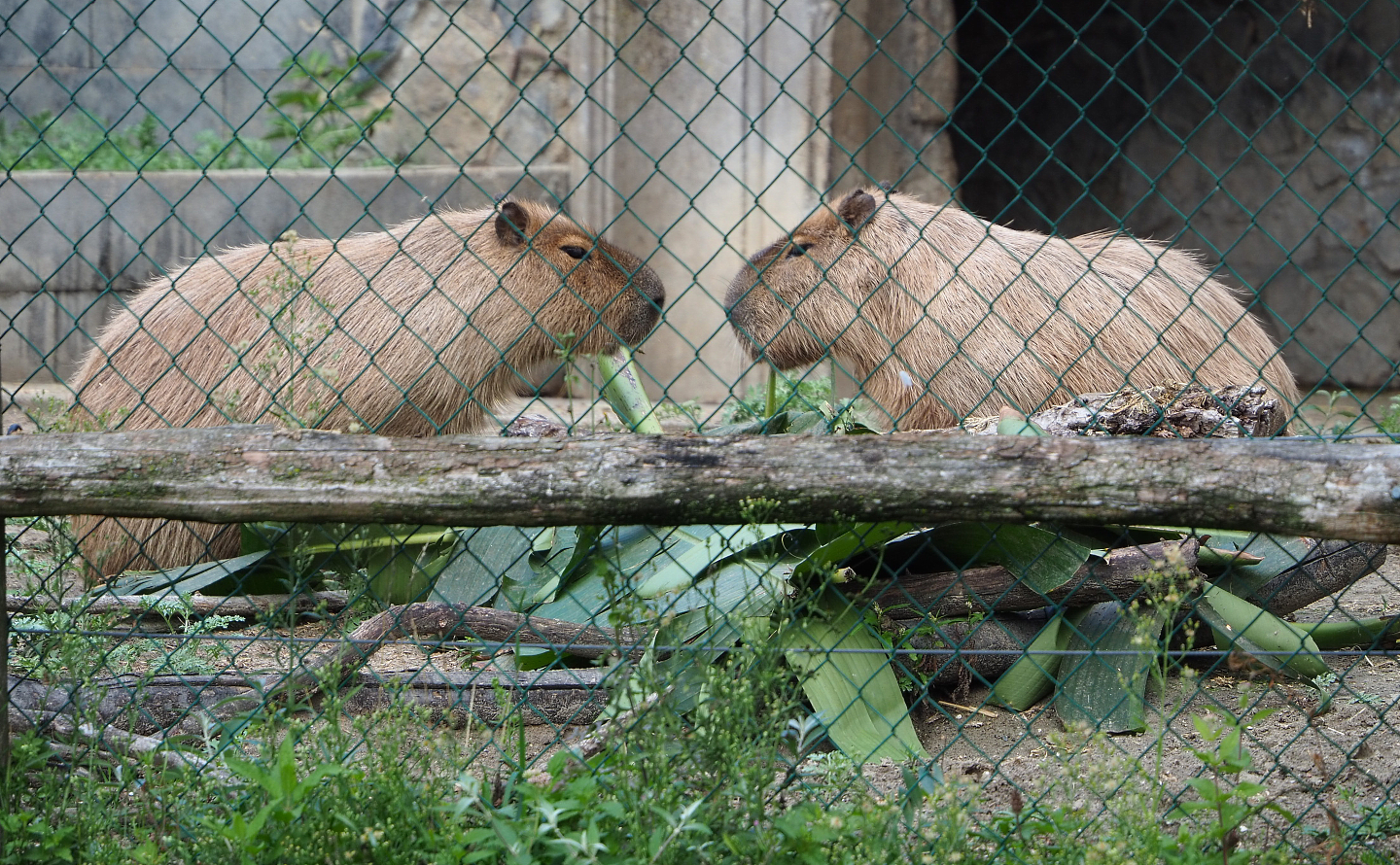Capybaras (Hydrochoerus hydrochaeris), 2022-09-15