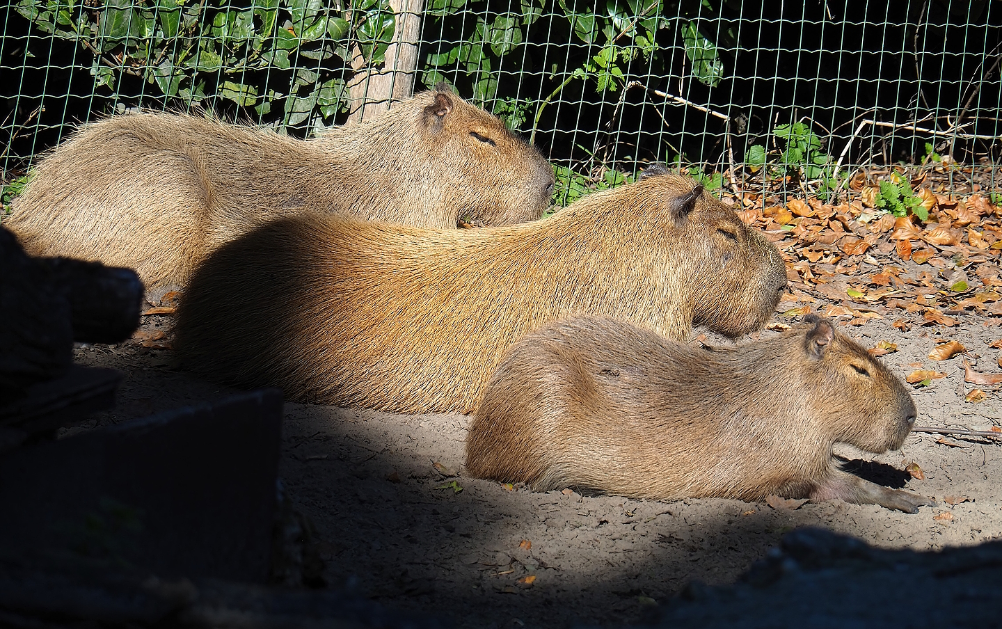 Capybaras (Hydrochoerus hydrochaeris), 2022-10-09