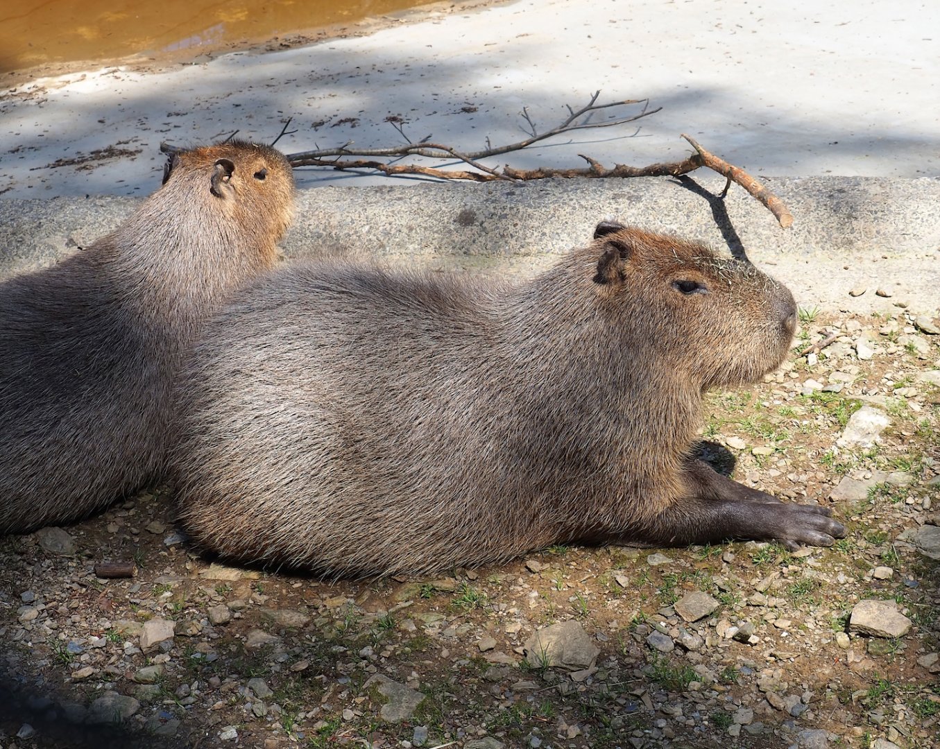 Capybaras (Hydrochoerus hydrochaeris), 2023-06-24