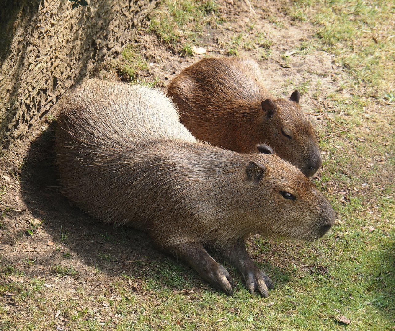 Capybaras (Hydrochoerus hydrochaeris), 2024-08-18