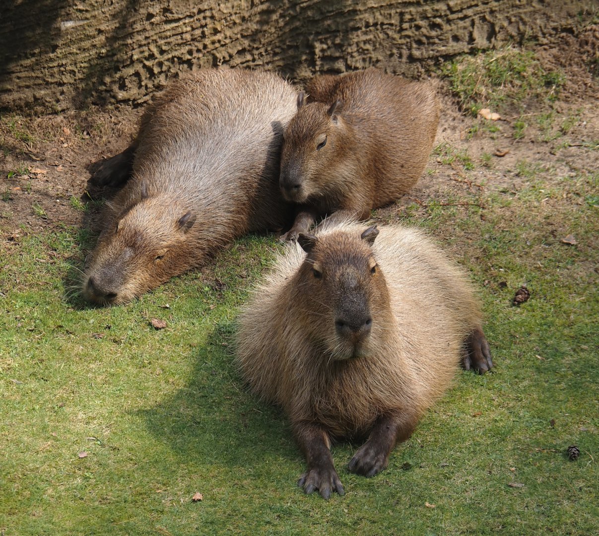 Capybaras (Hydrochoerus hydrochaeris), 2024-08-18