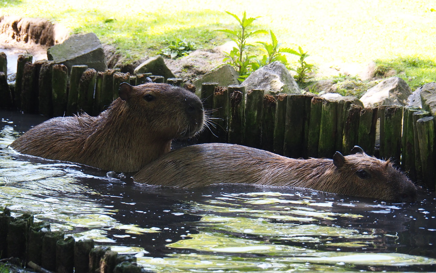 Capybaras (Hydrochoerus hydrochaeris) in the pond, 2019-06-01