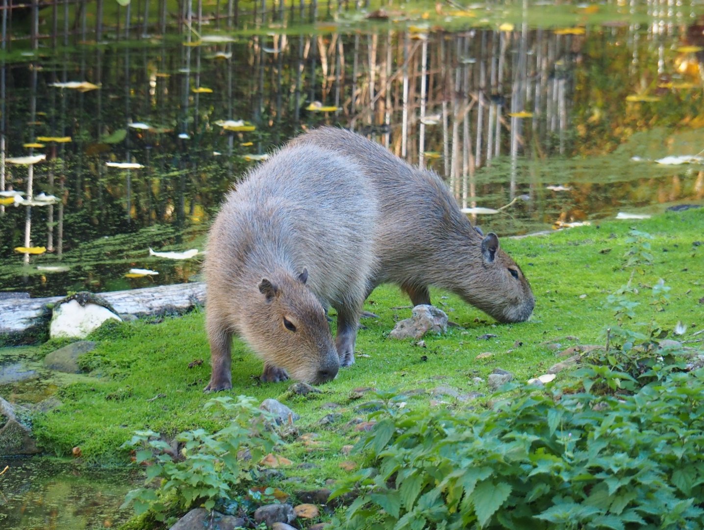 Capybaras (Hydrochoerus hydrochaeris), Oct 13th, 2018