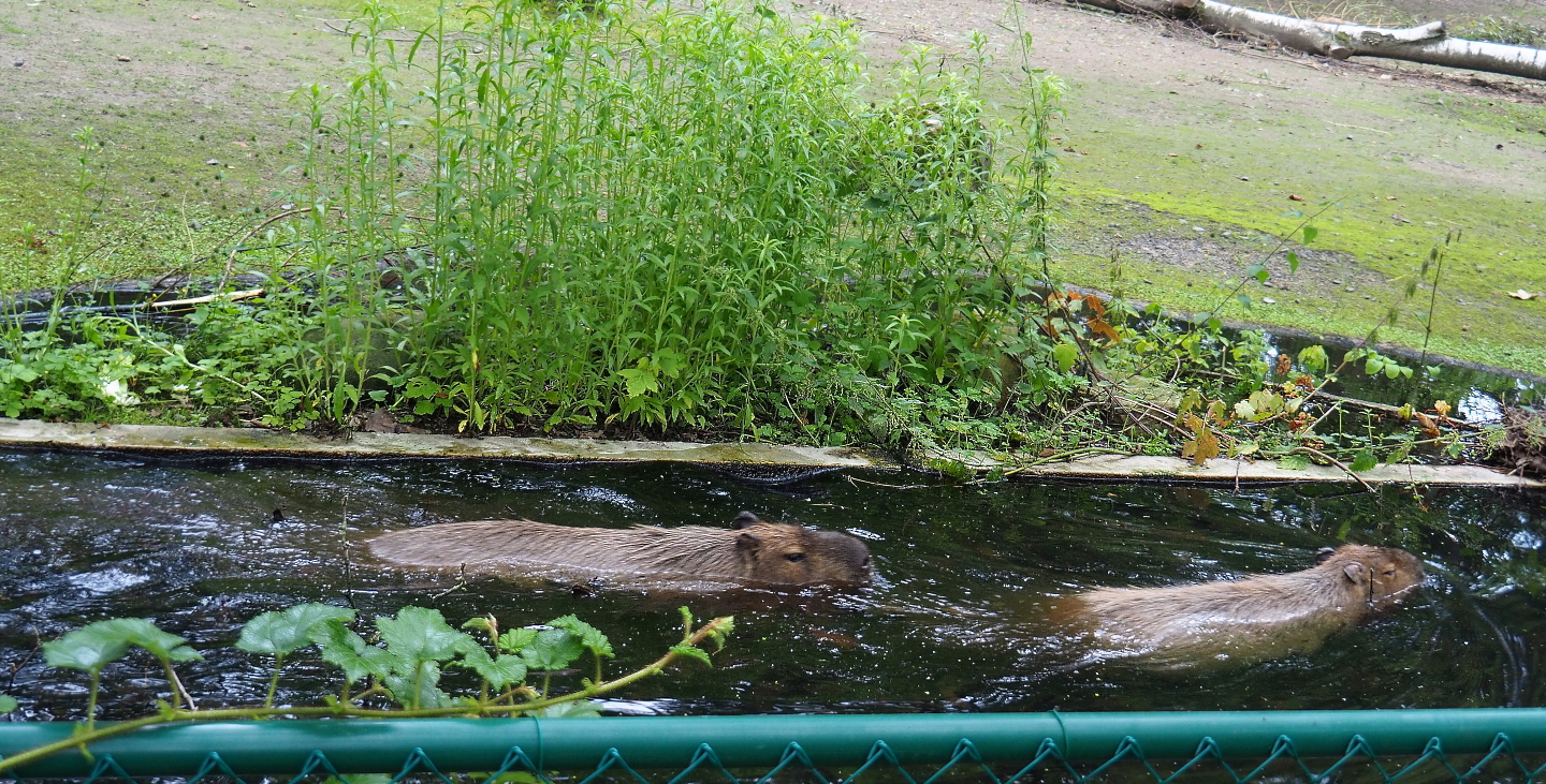 Capybaras (Hydrochoerus hydrochaeris) swimming in exhibit moat, 2021-07-03