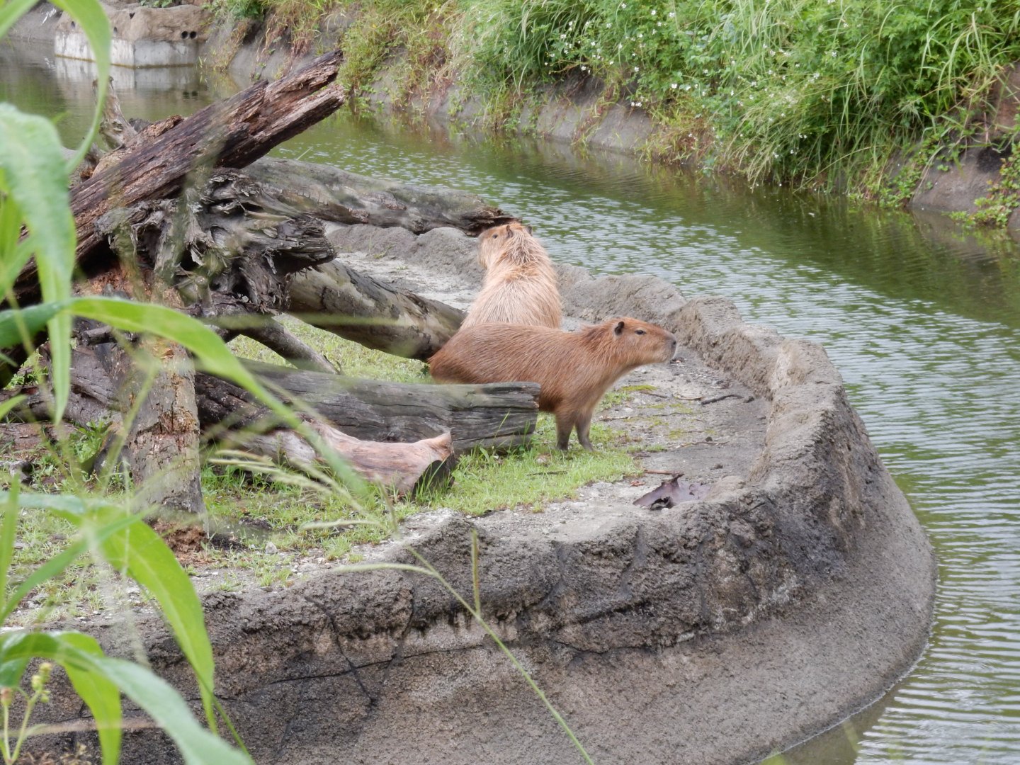 Capybaras (Hydrochoerus hydrochaeris)