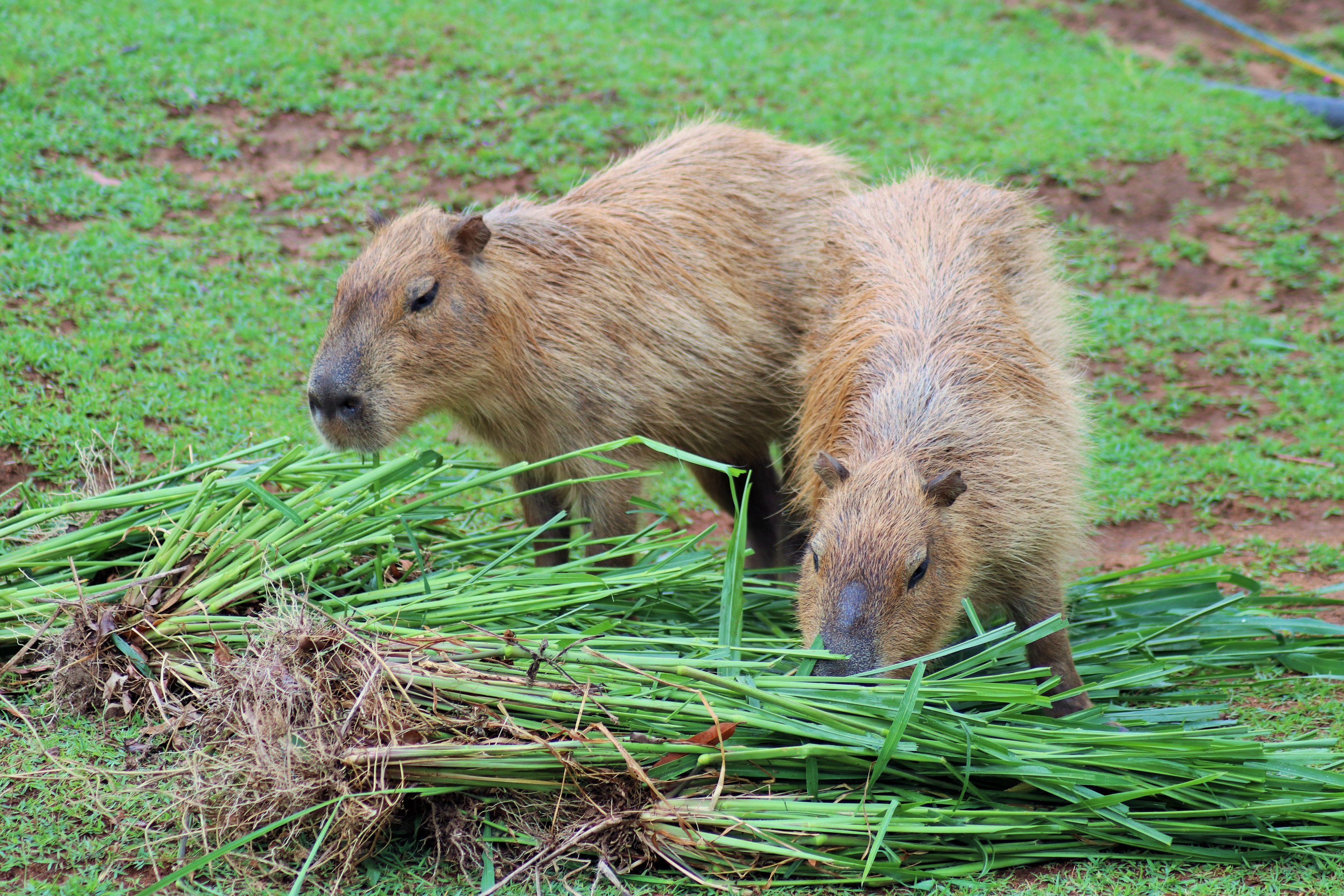 Capybaras (Hydrochoerus hydrochaeris)