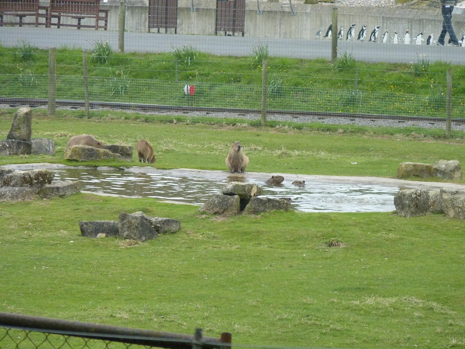 Capybaras in Pond