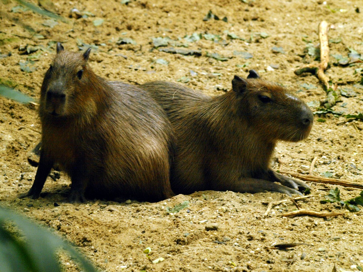 Capybaras in rainforest hall