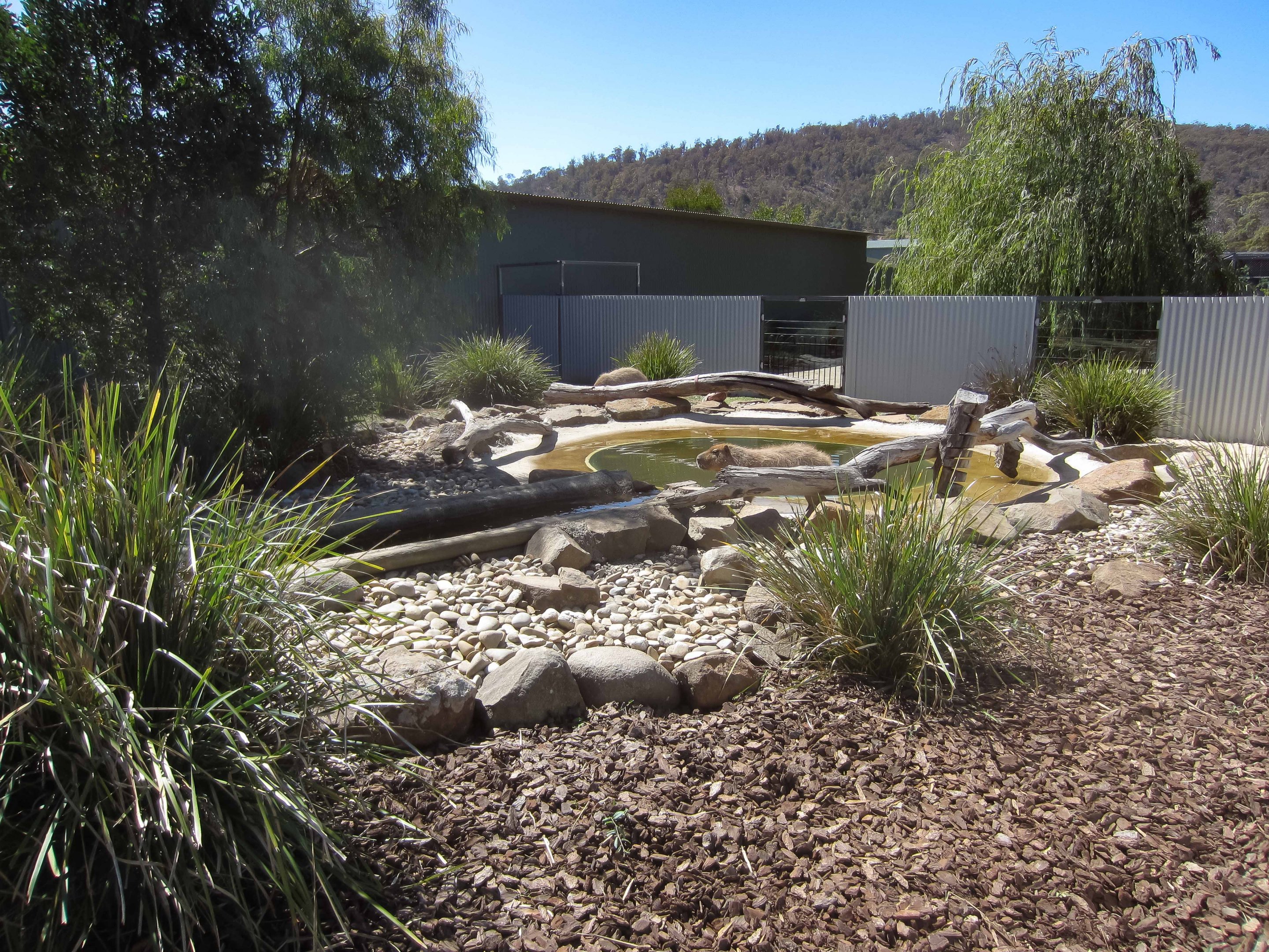 Capybaras in the Otter enclosure