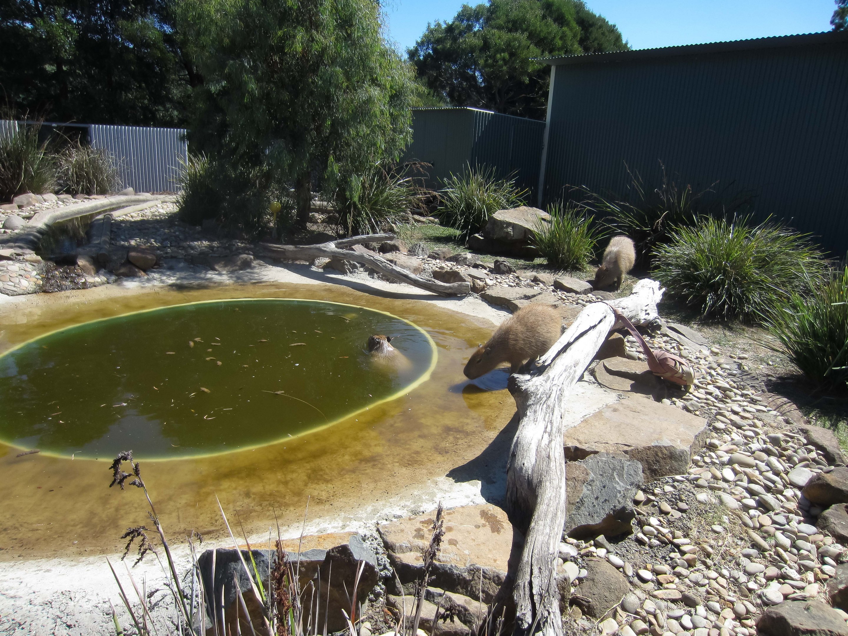 Capybaras in the Otter enclosure