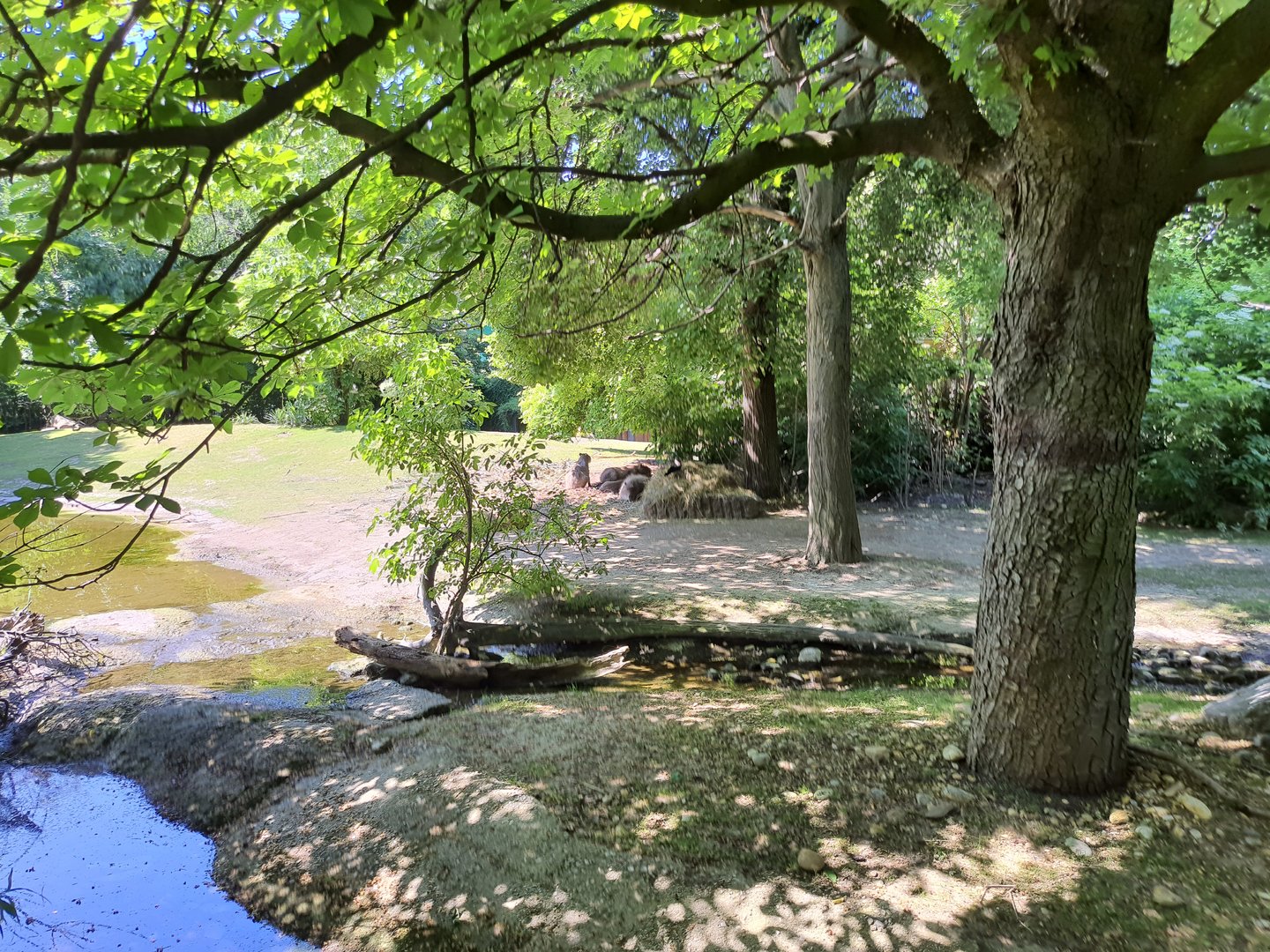 Capybaras in the South American enclosure- Tiergarten Schönbrunn