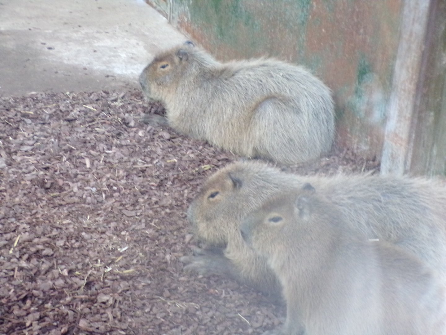 Capybaras in their house 14.10.23