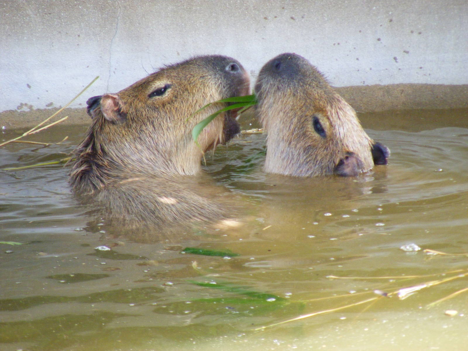 Capybaras in Zona Brazil exhibit at Bristol Zoo, 12 April 2009