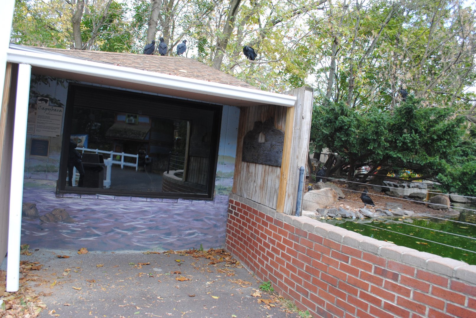Capybaras' Indoor Holding