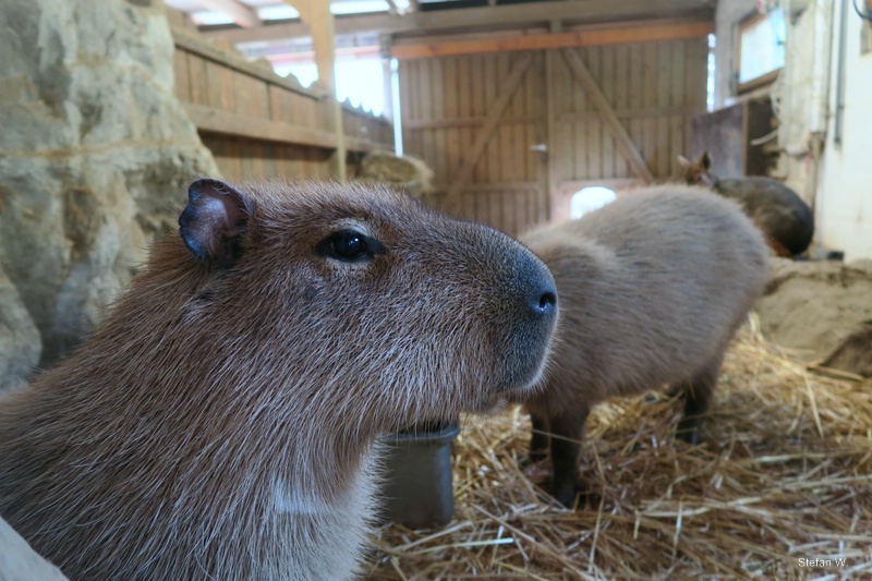 Capybaras inside their stable