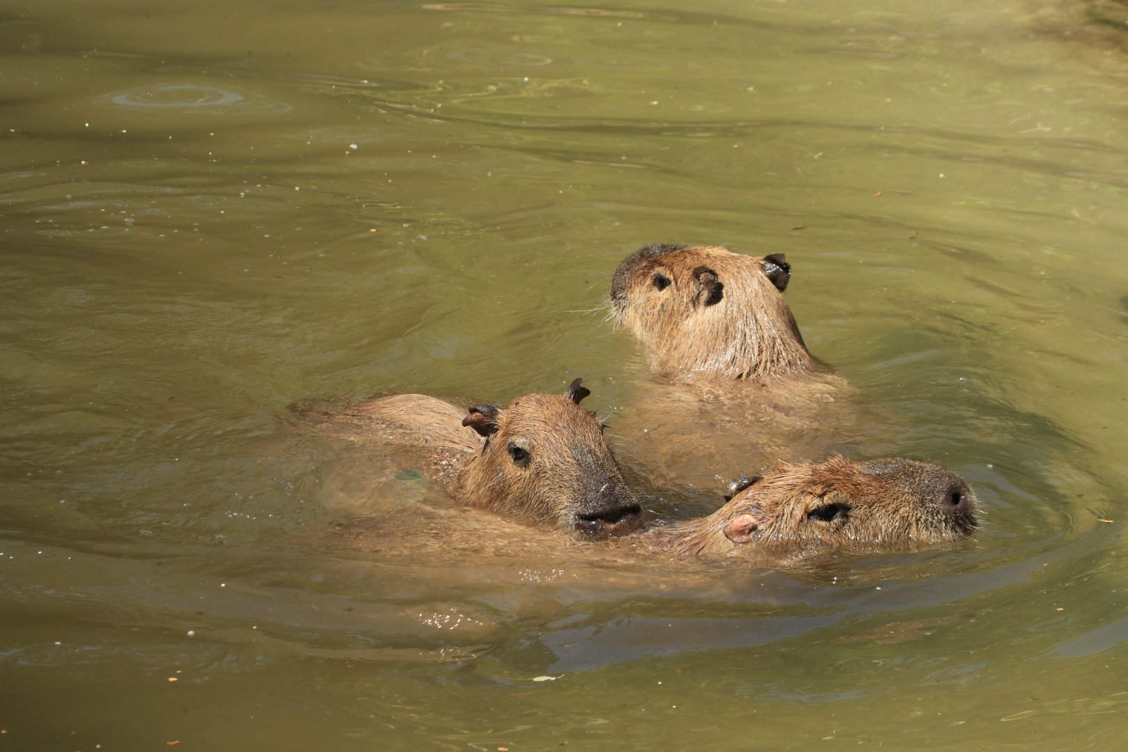 Capybaras - May 2020