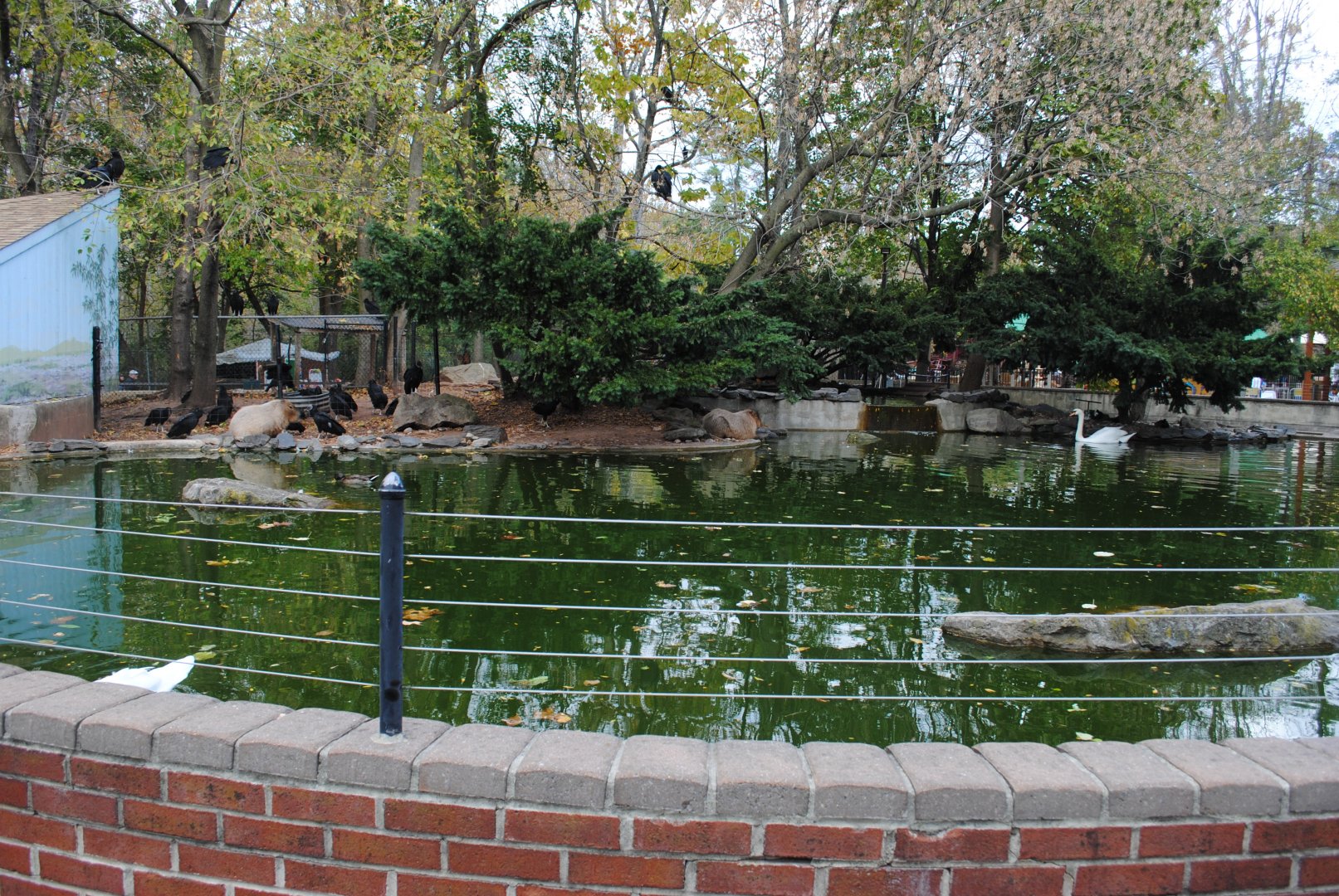 Capybaras/Mute Swan/Muscovy Duck Exhibit