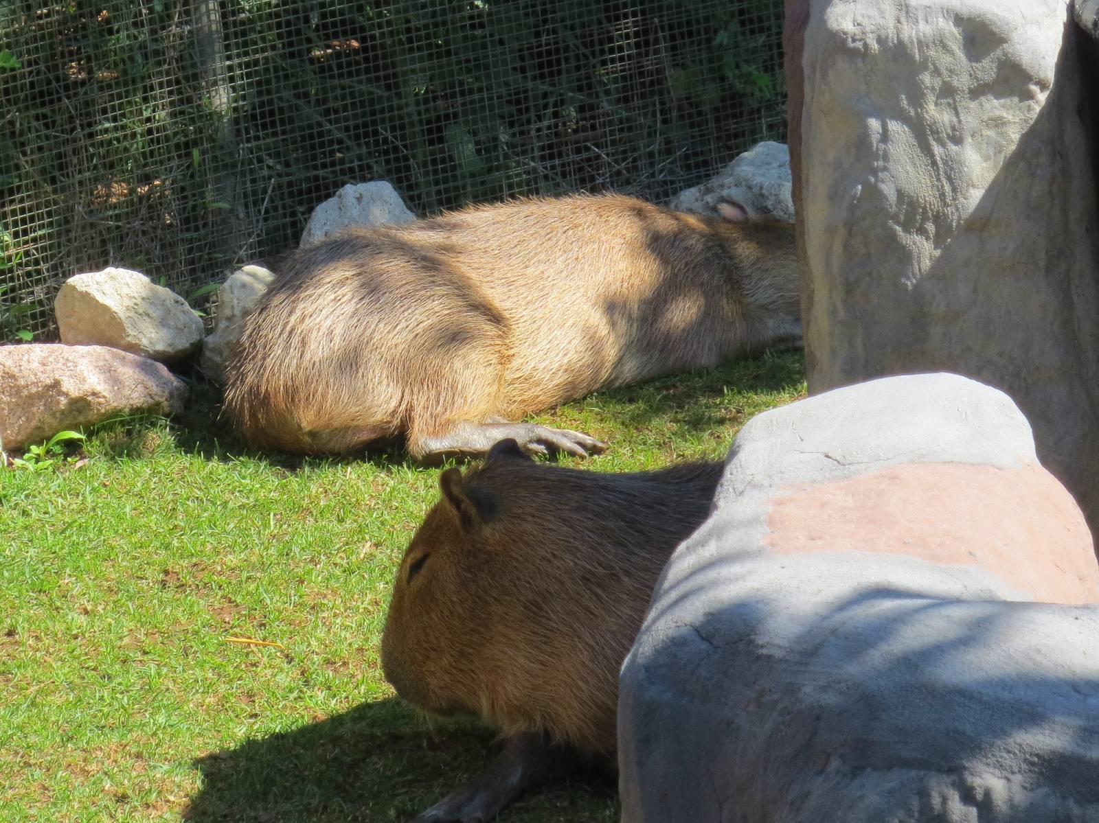 Capybaras Pablo and Diego