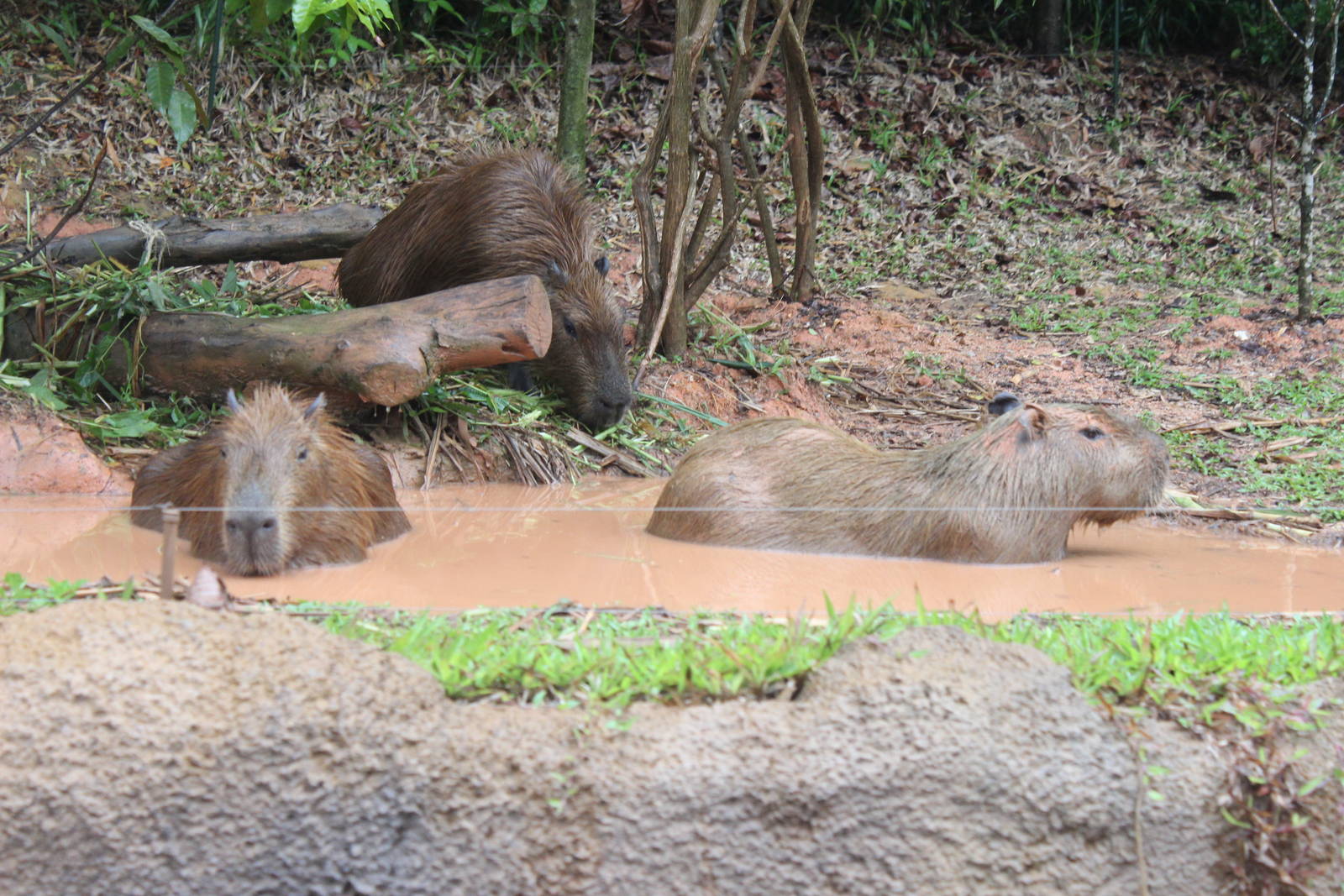 Capybaras-River Boat