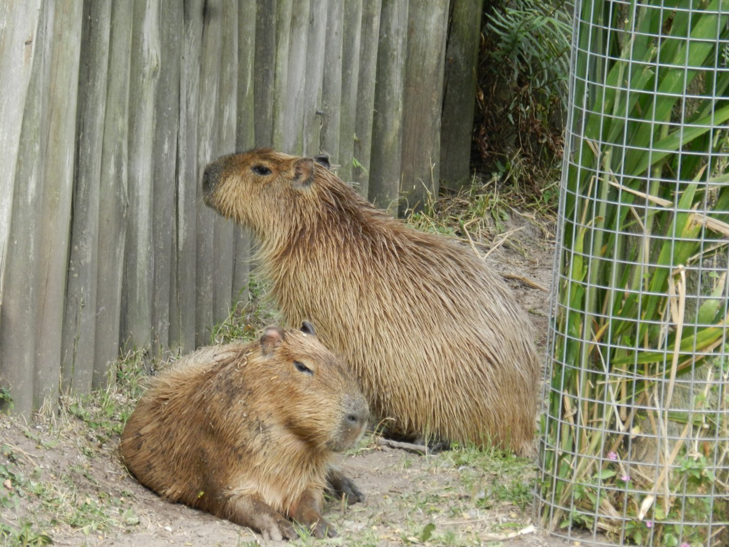 Capybaras - Temaiken