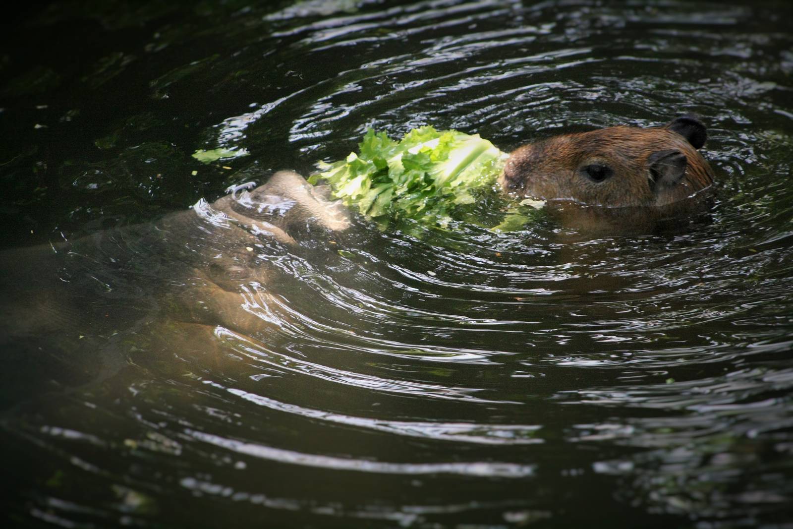Capybaras (The Bush)
