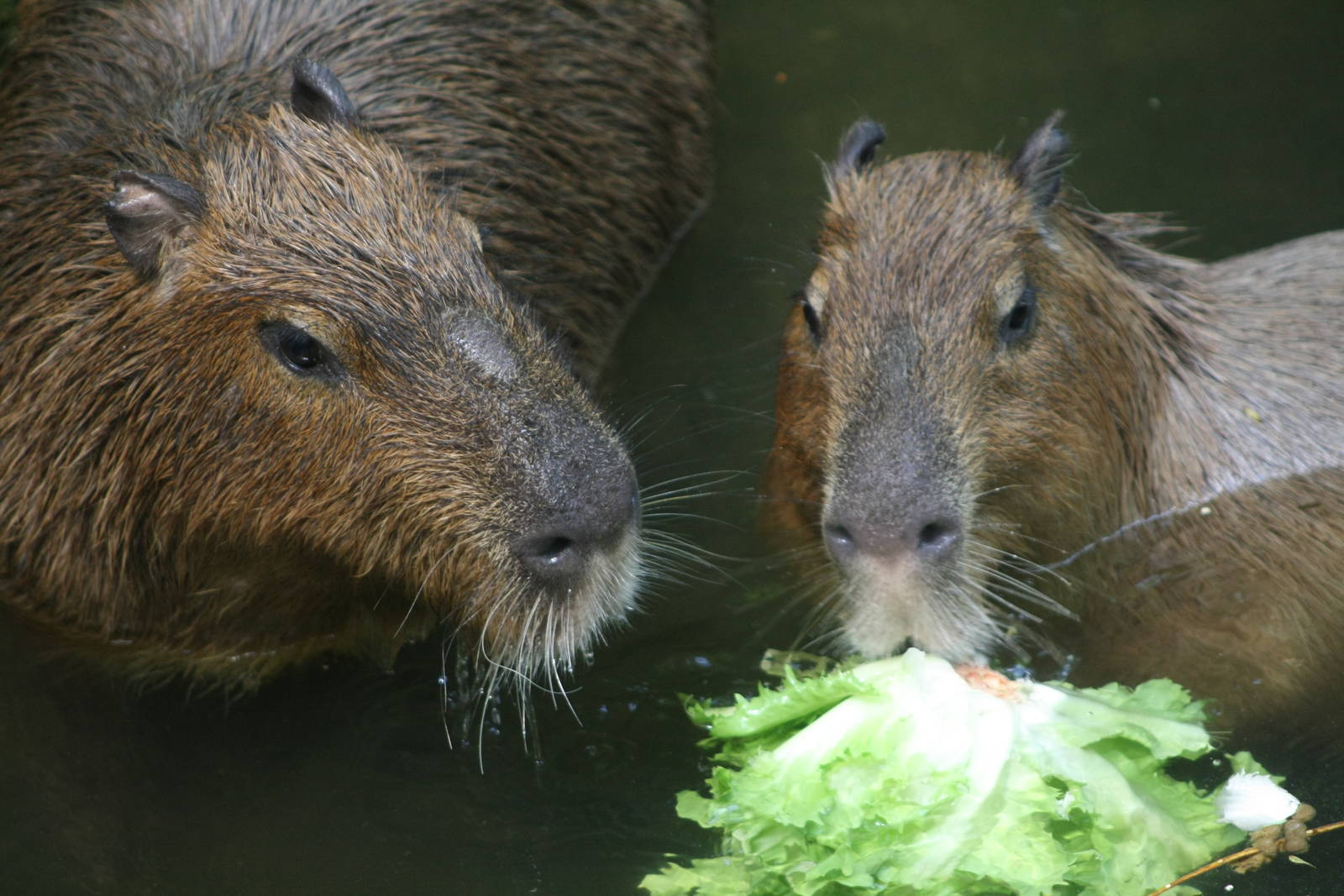 Capybaras (The Bush)