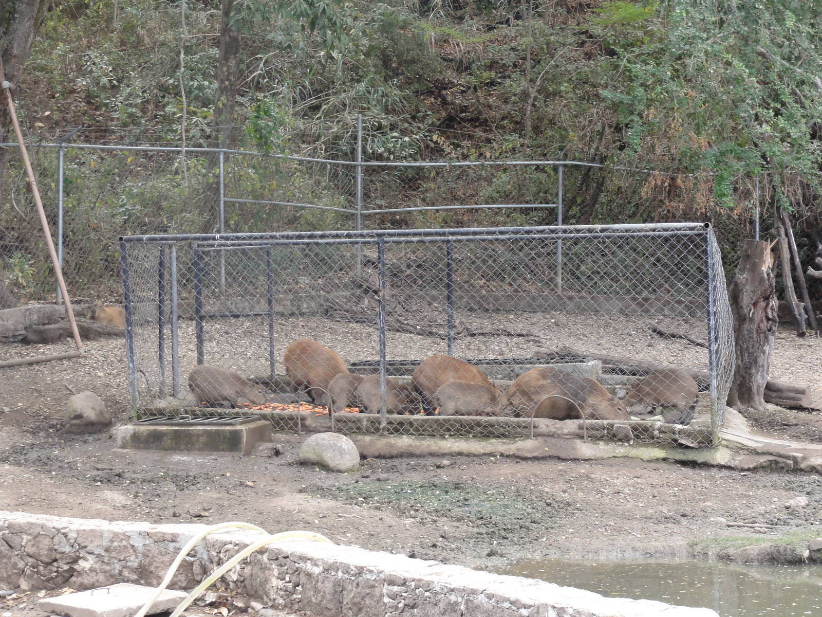 Capybaras - they're not locked in, just a feeding cage