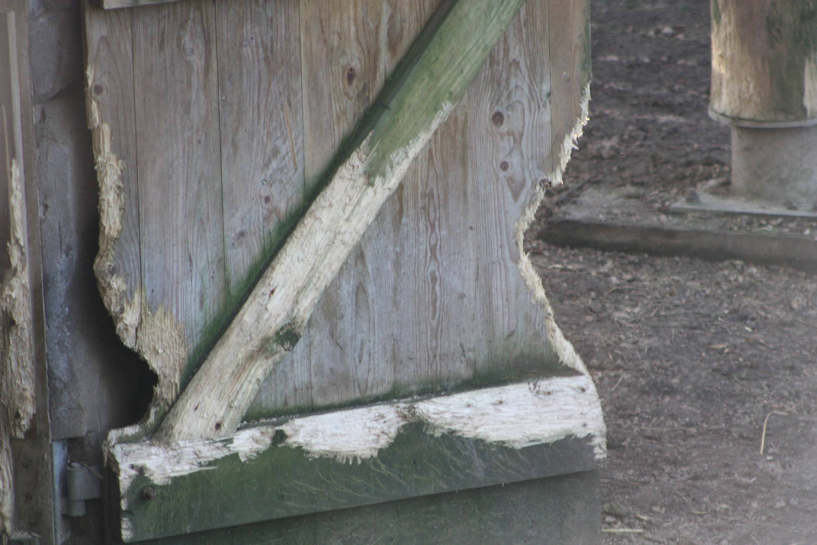 Capybaras to blame? 2nd January 2015