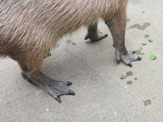Capybara's Webbed Feet