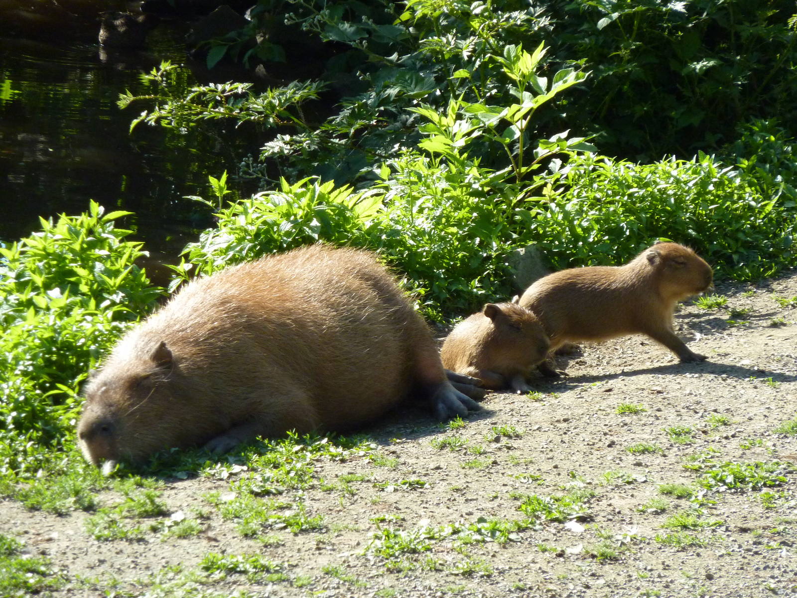 Capybaras
