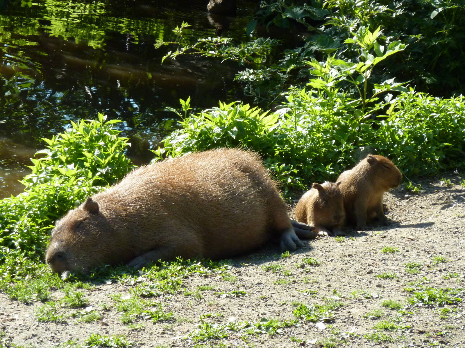 Capybaras