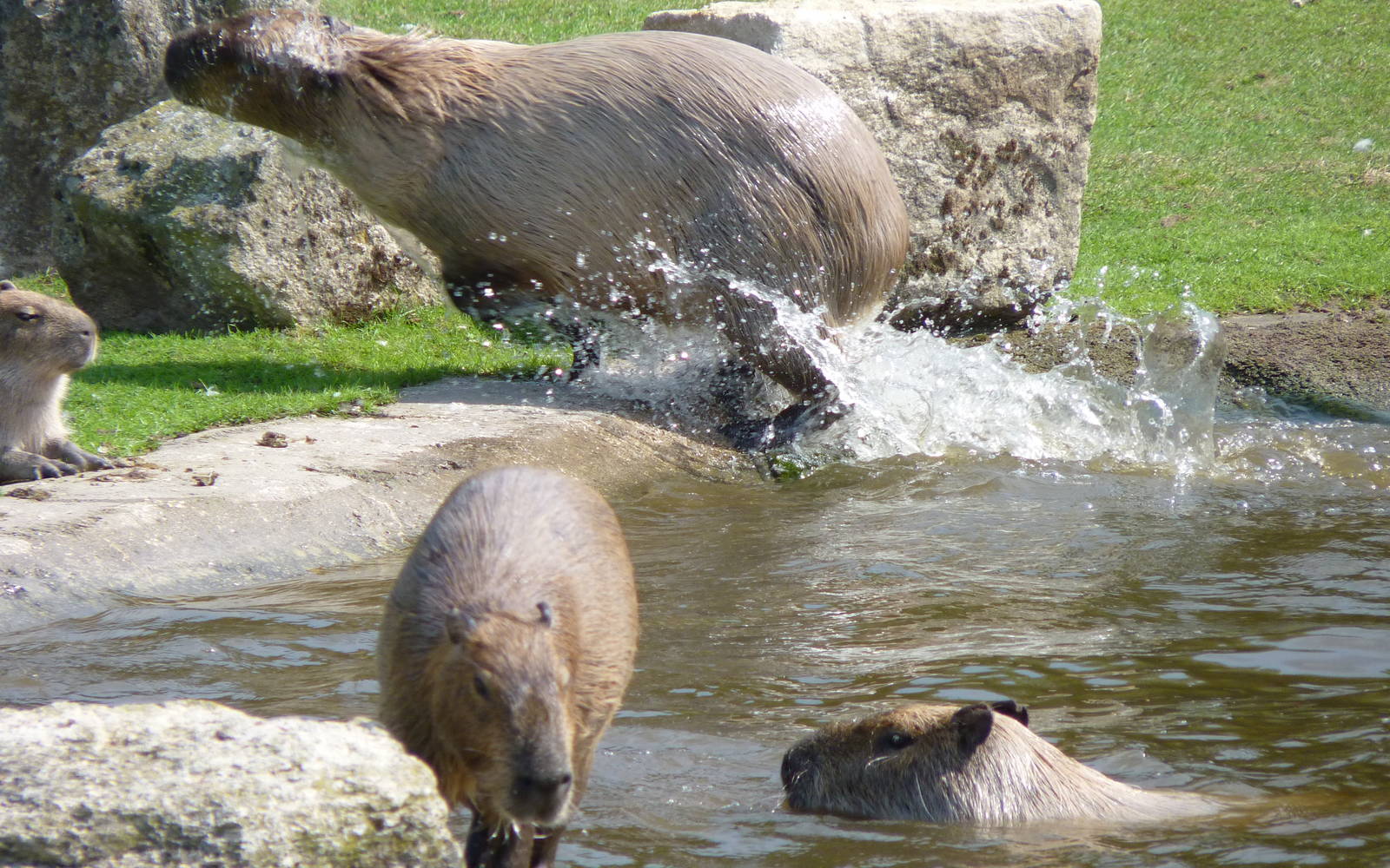 Capybaras