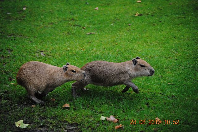 Capybaras