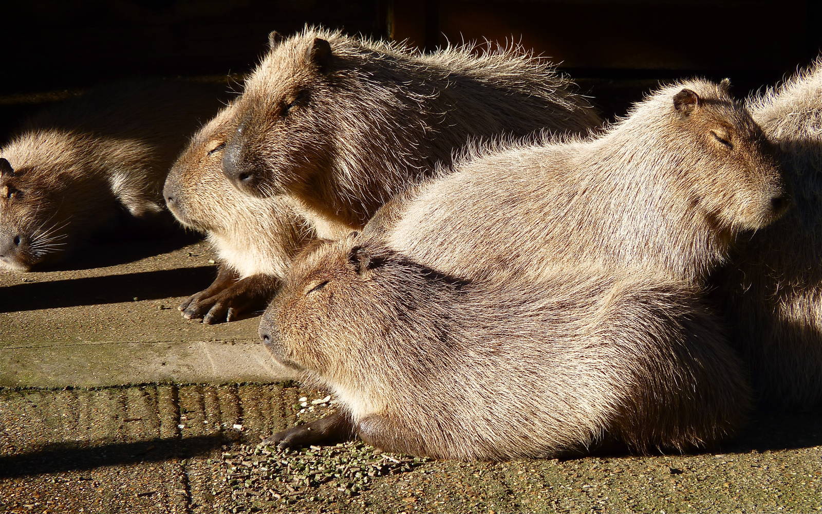 Capybaras
