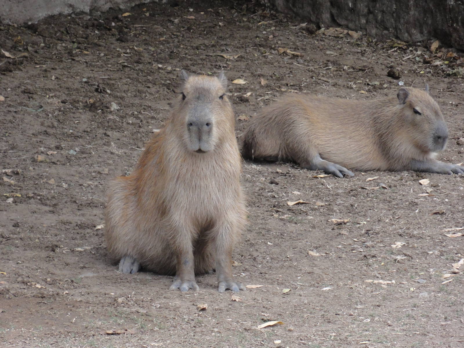 Capybaras