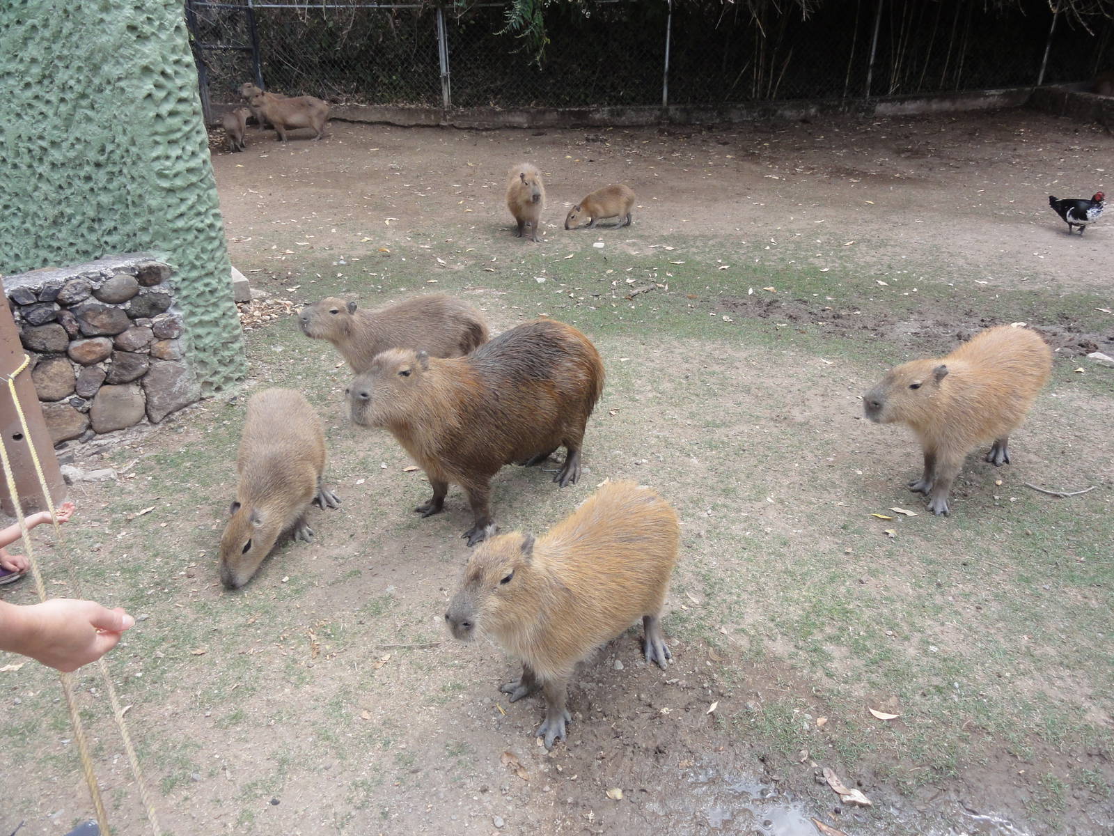 Capybaras