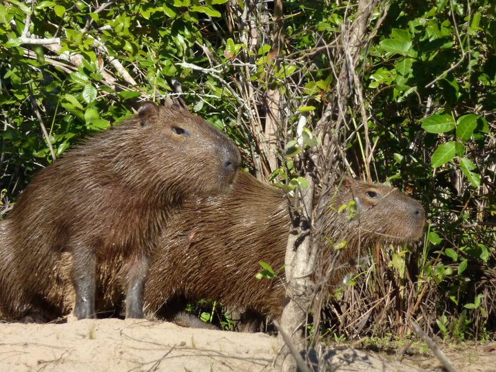 Capybaras