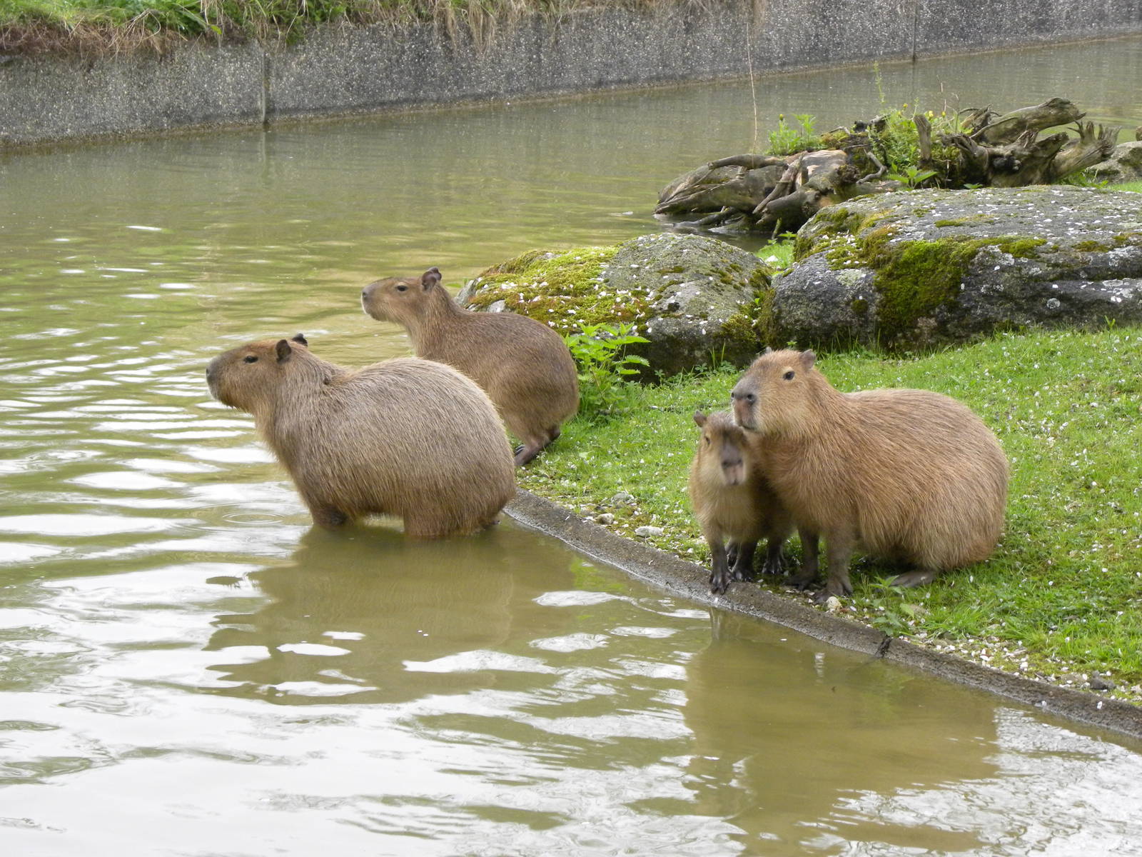 Capybara's