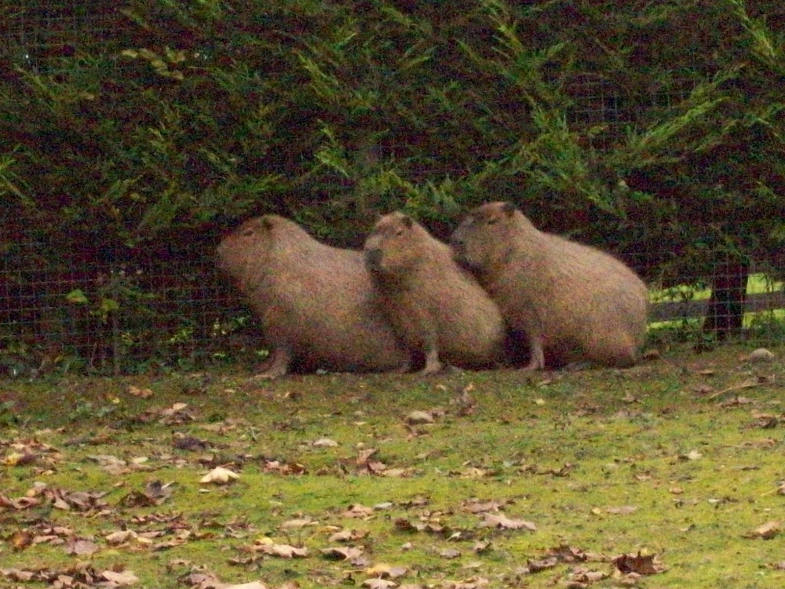 capybaras