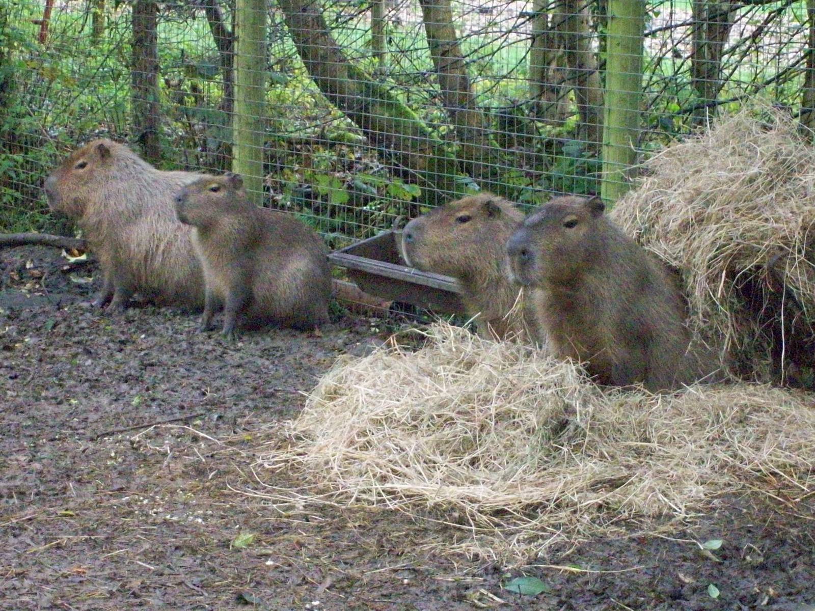 capybaras