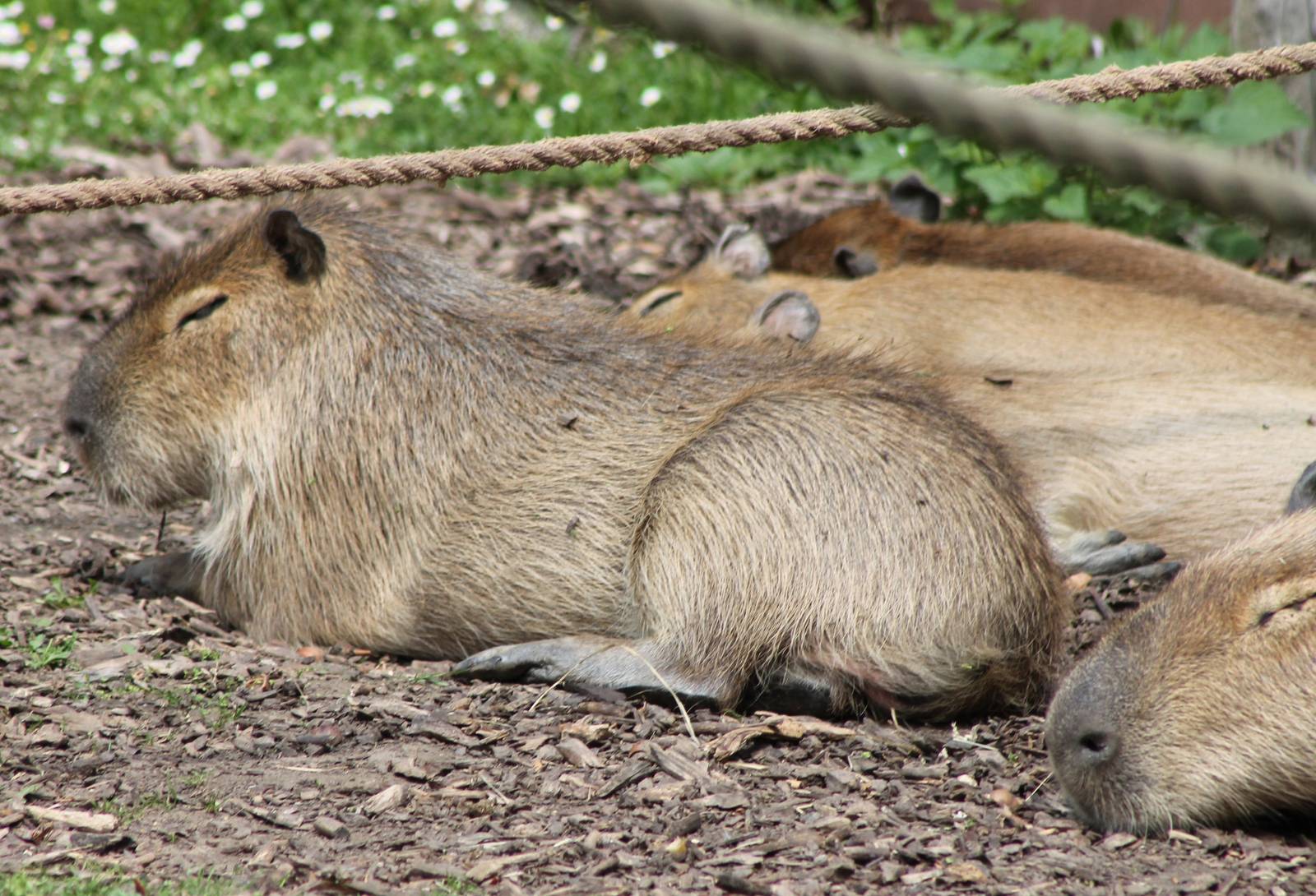 Capybaras