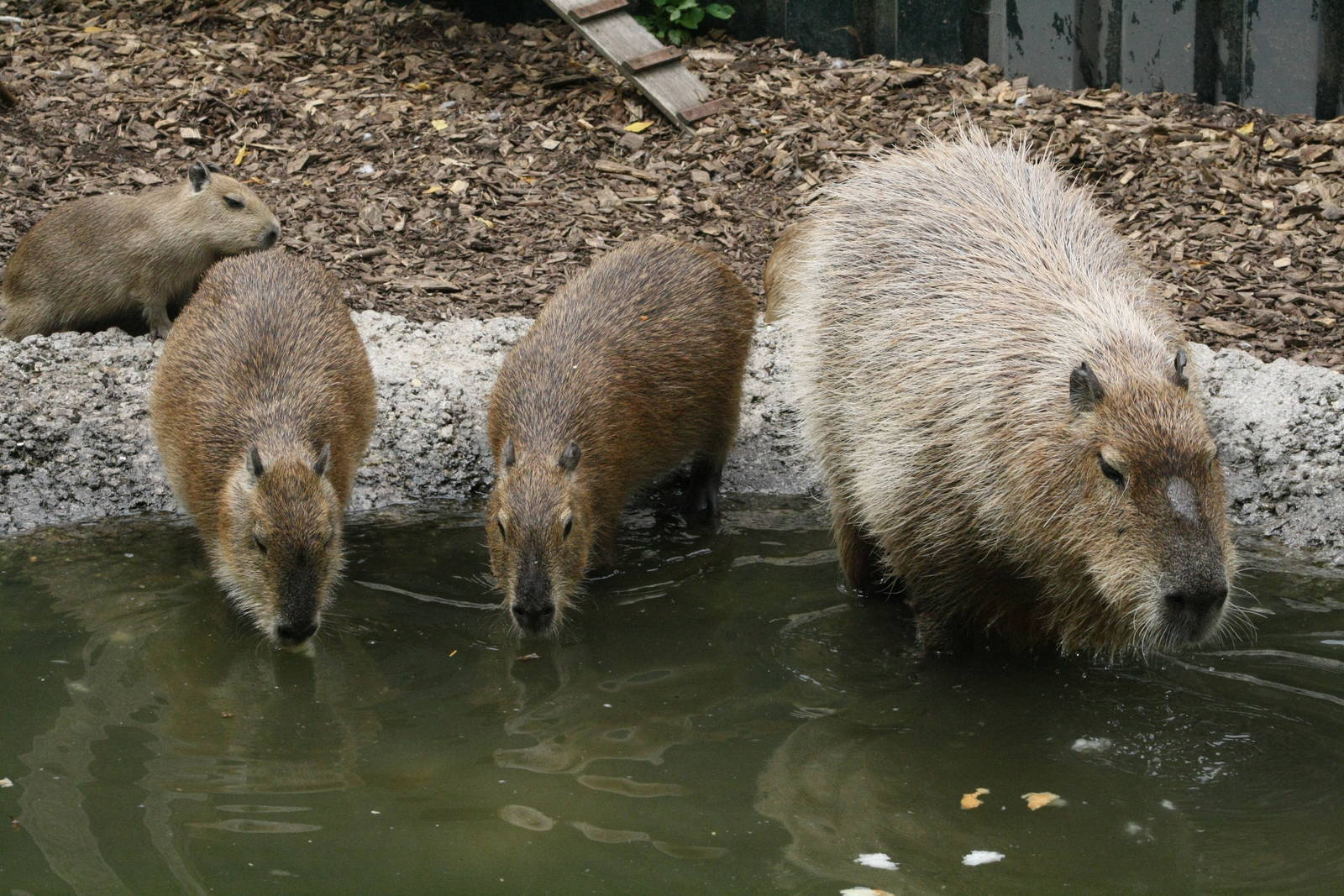 Capybaras
