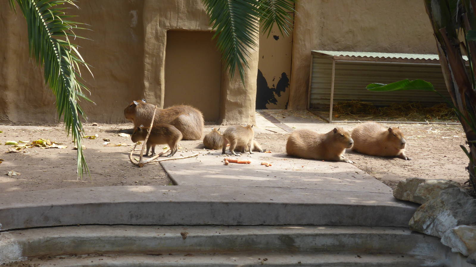 Capybaras