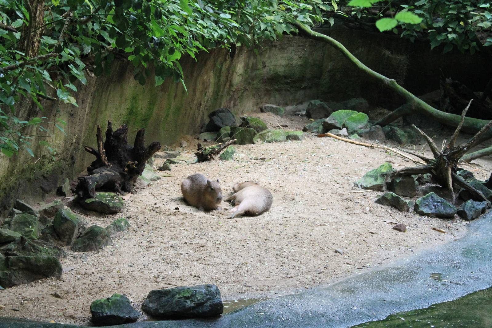 Capybaras
