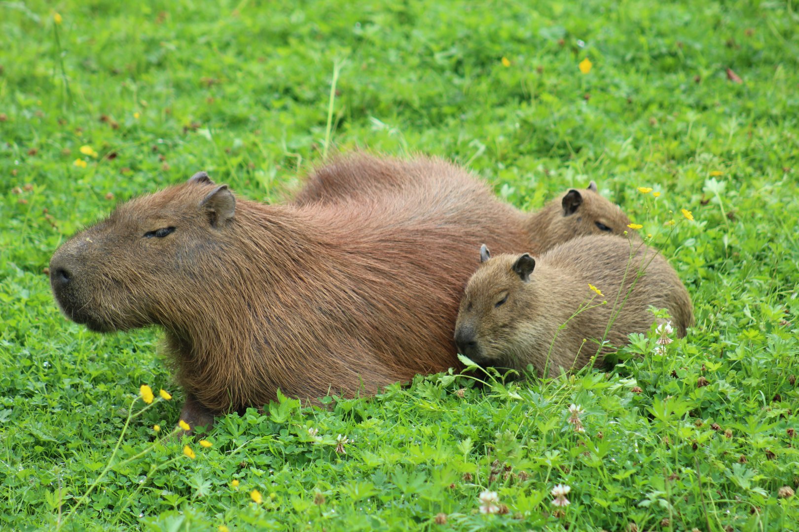 Capybaras