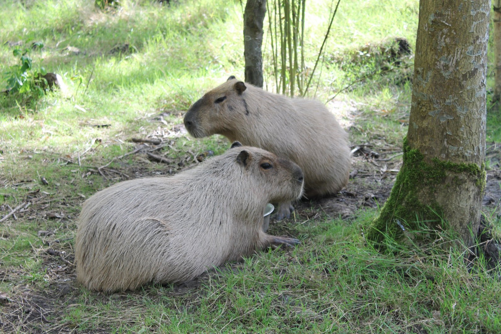 Capybaras