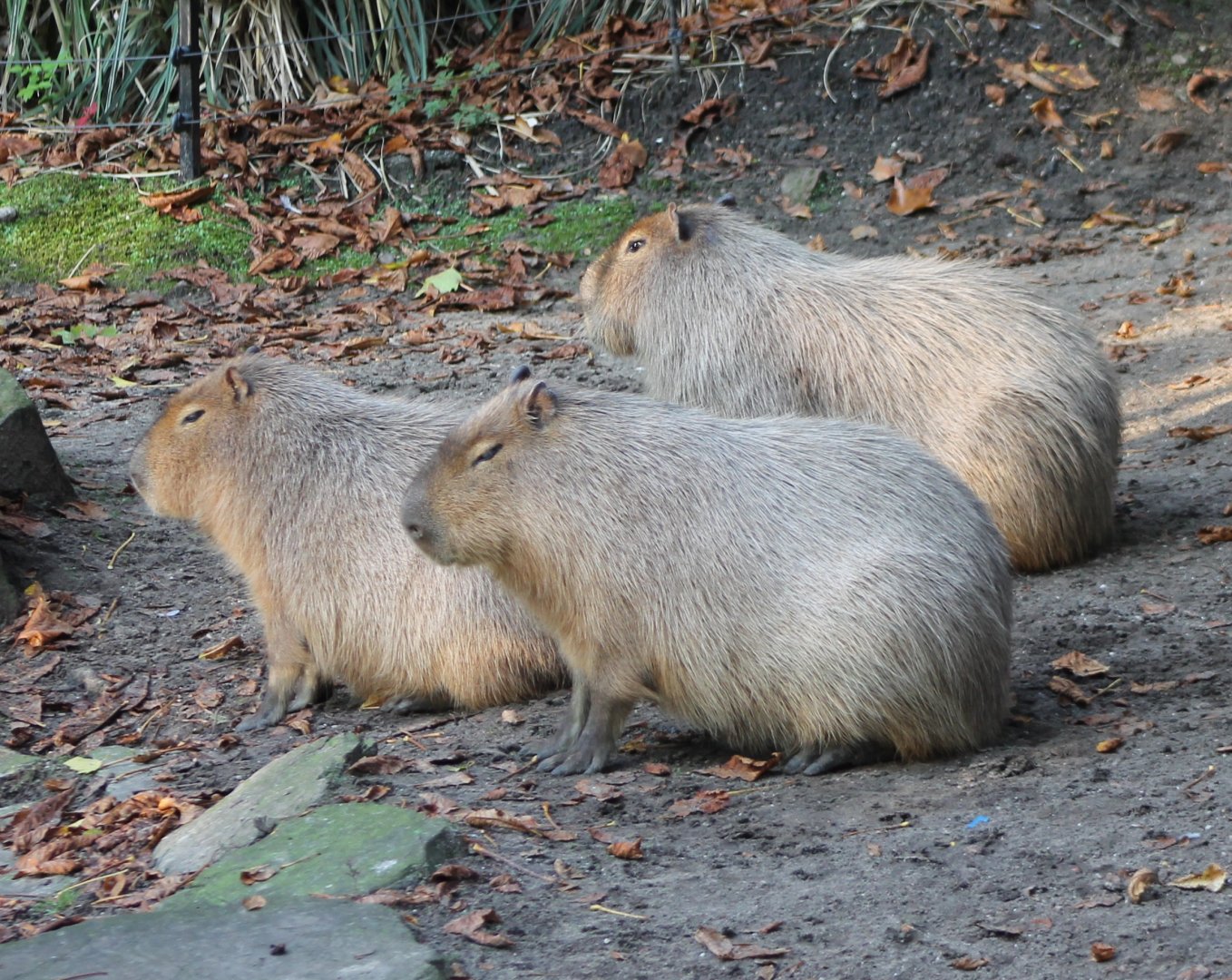 Capybaras