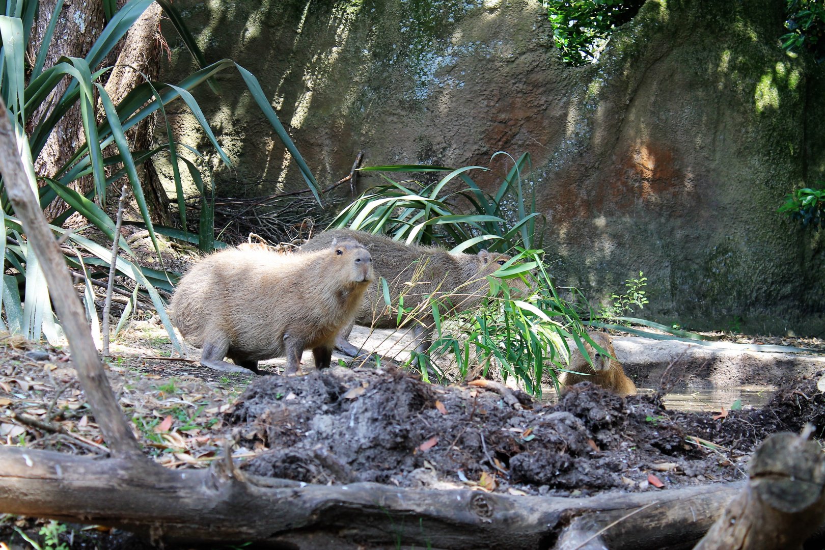 Capybaras