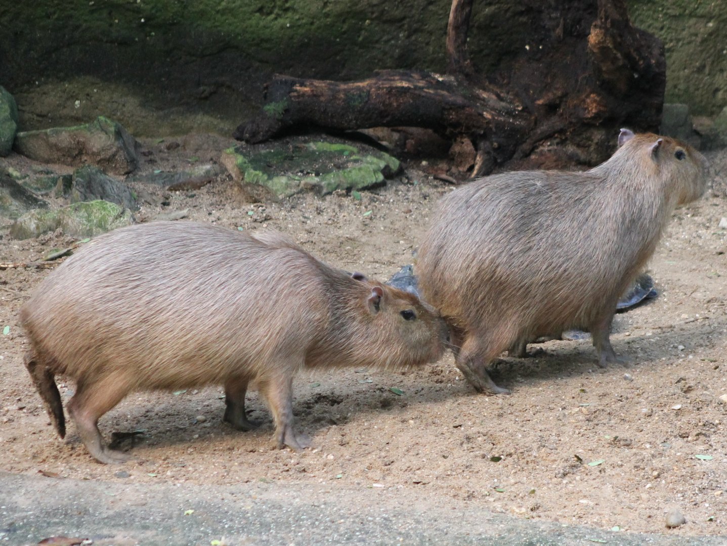 Capybaras