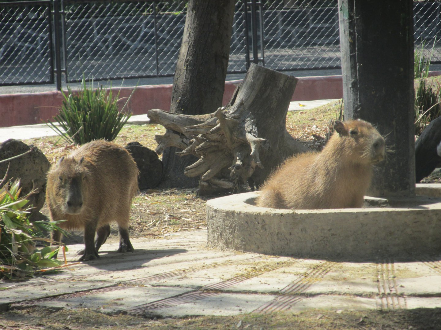 capybaras